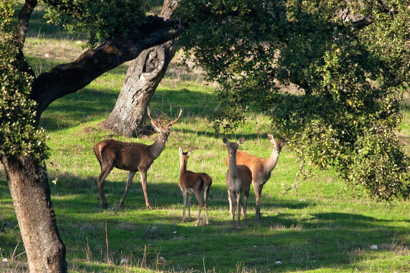 Fauna en la región de Aracena