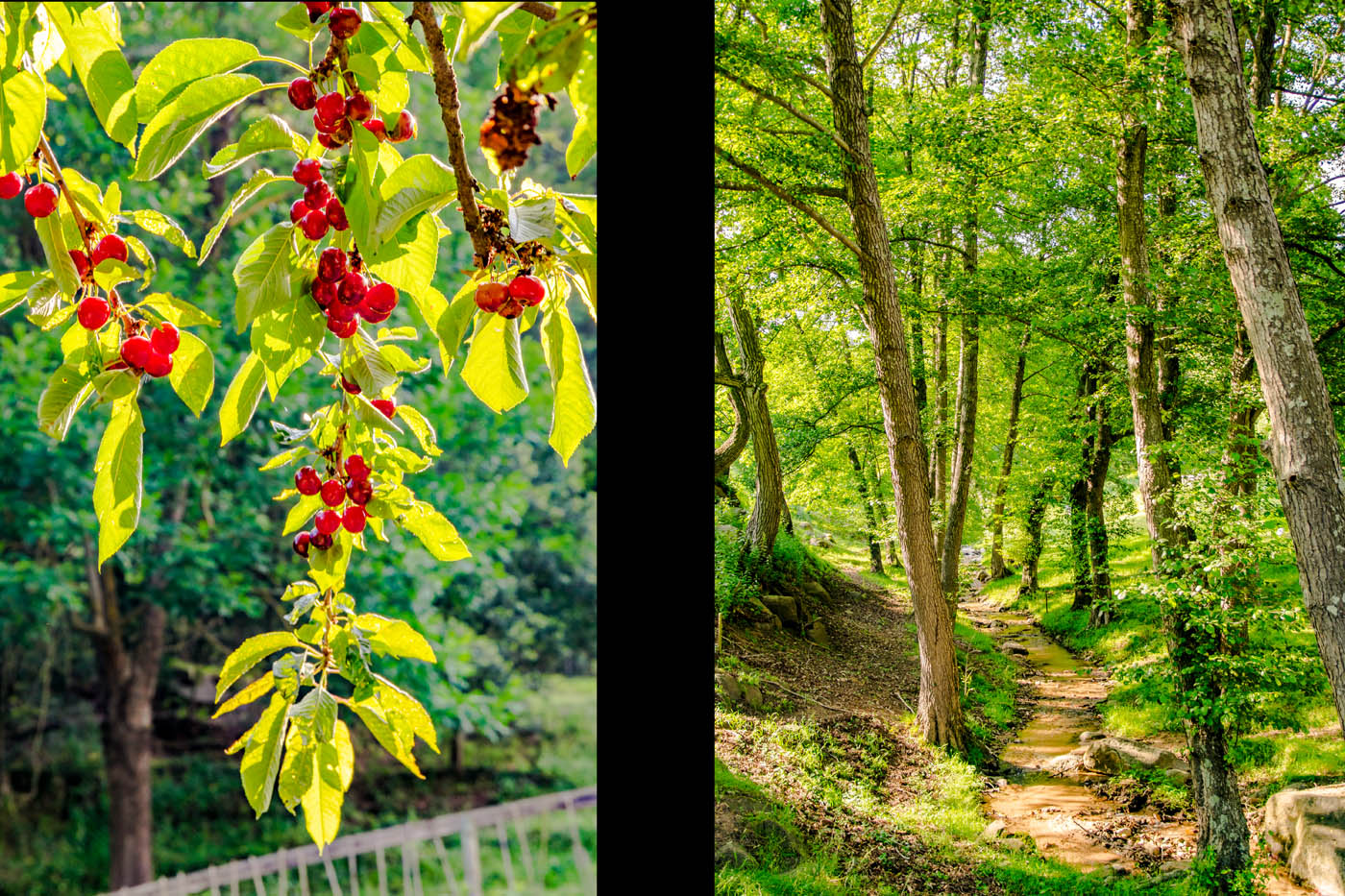 Cherry trees | Wooded valley