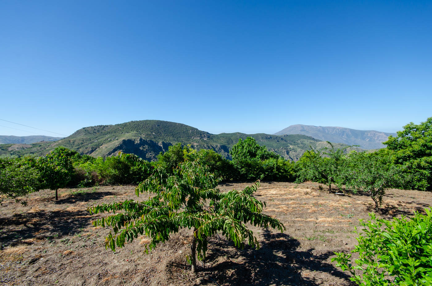 Amplios terrenos privados con excelentes árboles frutales