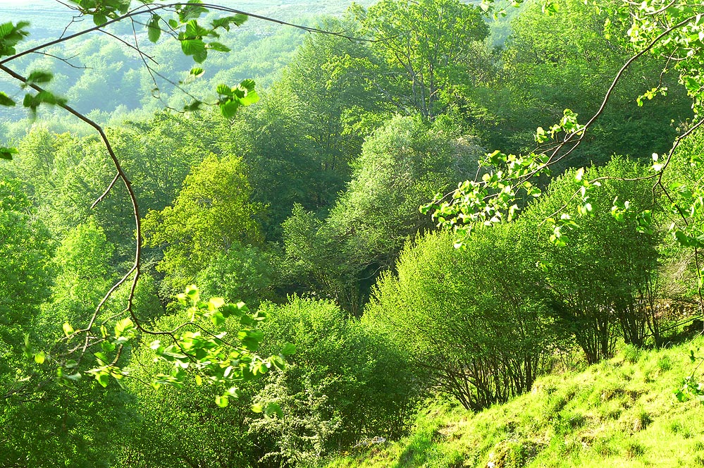 Bosque alrededor de la casa