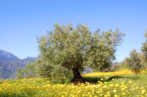 The grounds in Spring