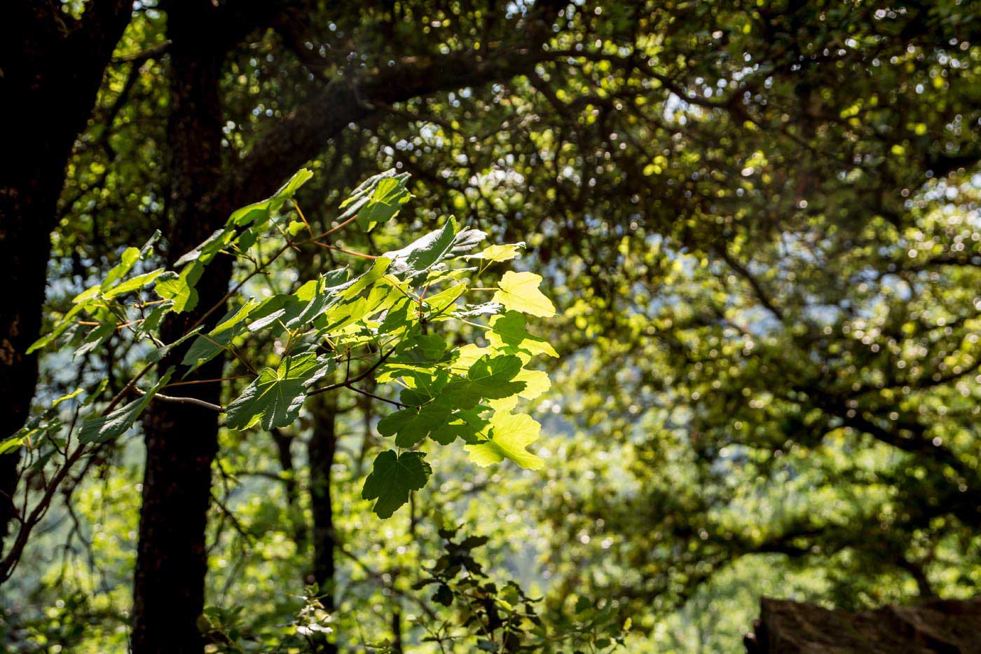 Terrenos frondosos privados en la propiedad