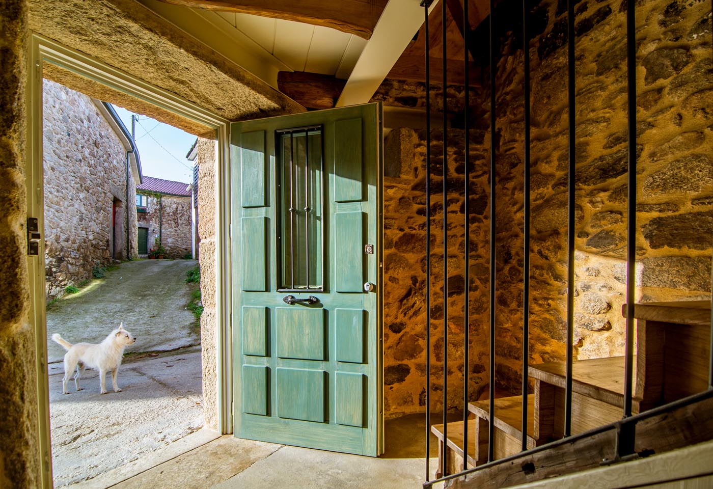 Perros amigables merodean por el pequeño pueblo