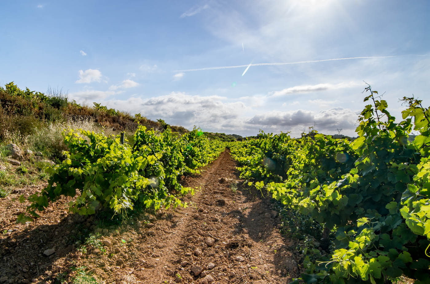 You are surrounded by vineyards