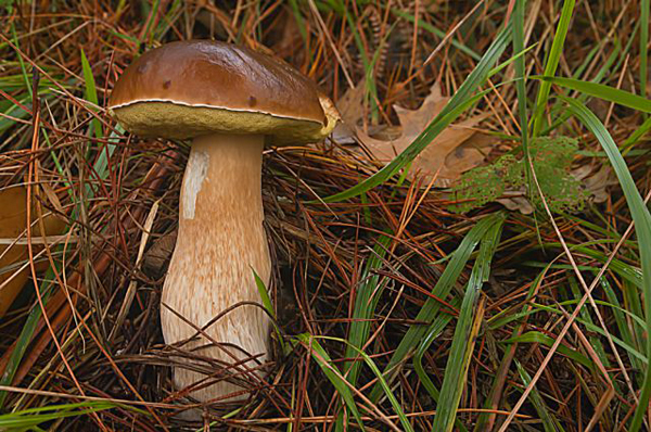 Aracena : a gastronomic paradise for mushroom lovers