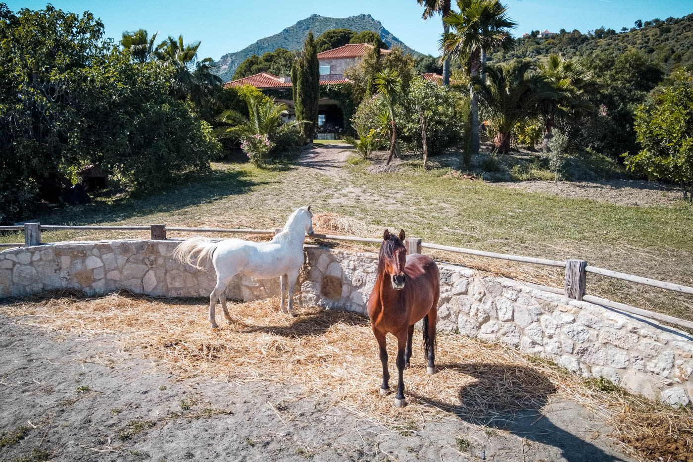 There are some horses in the estate