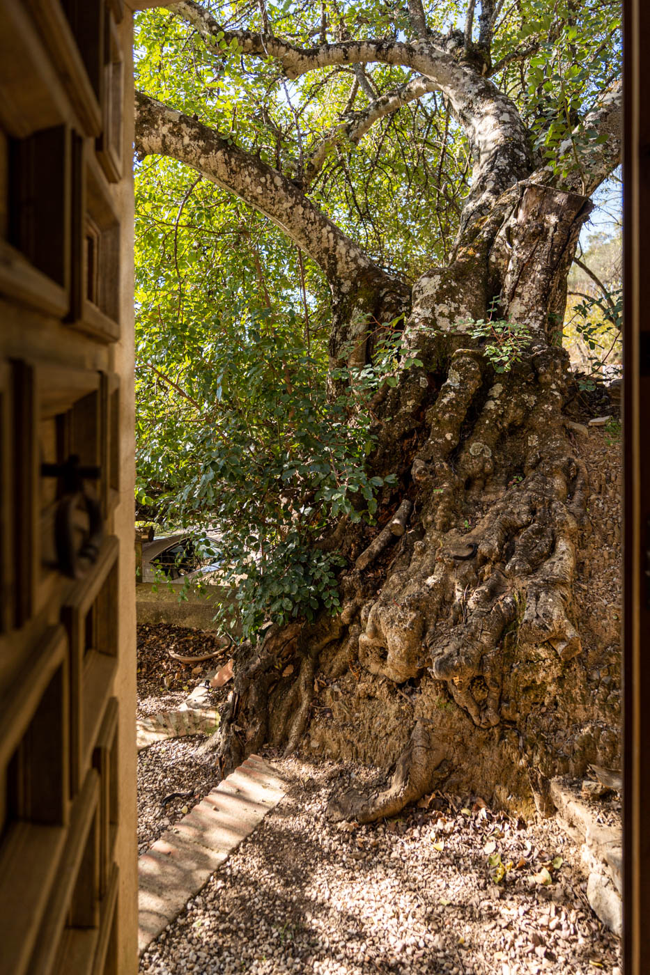 La planta baja abre a un centenario algarrobo