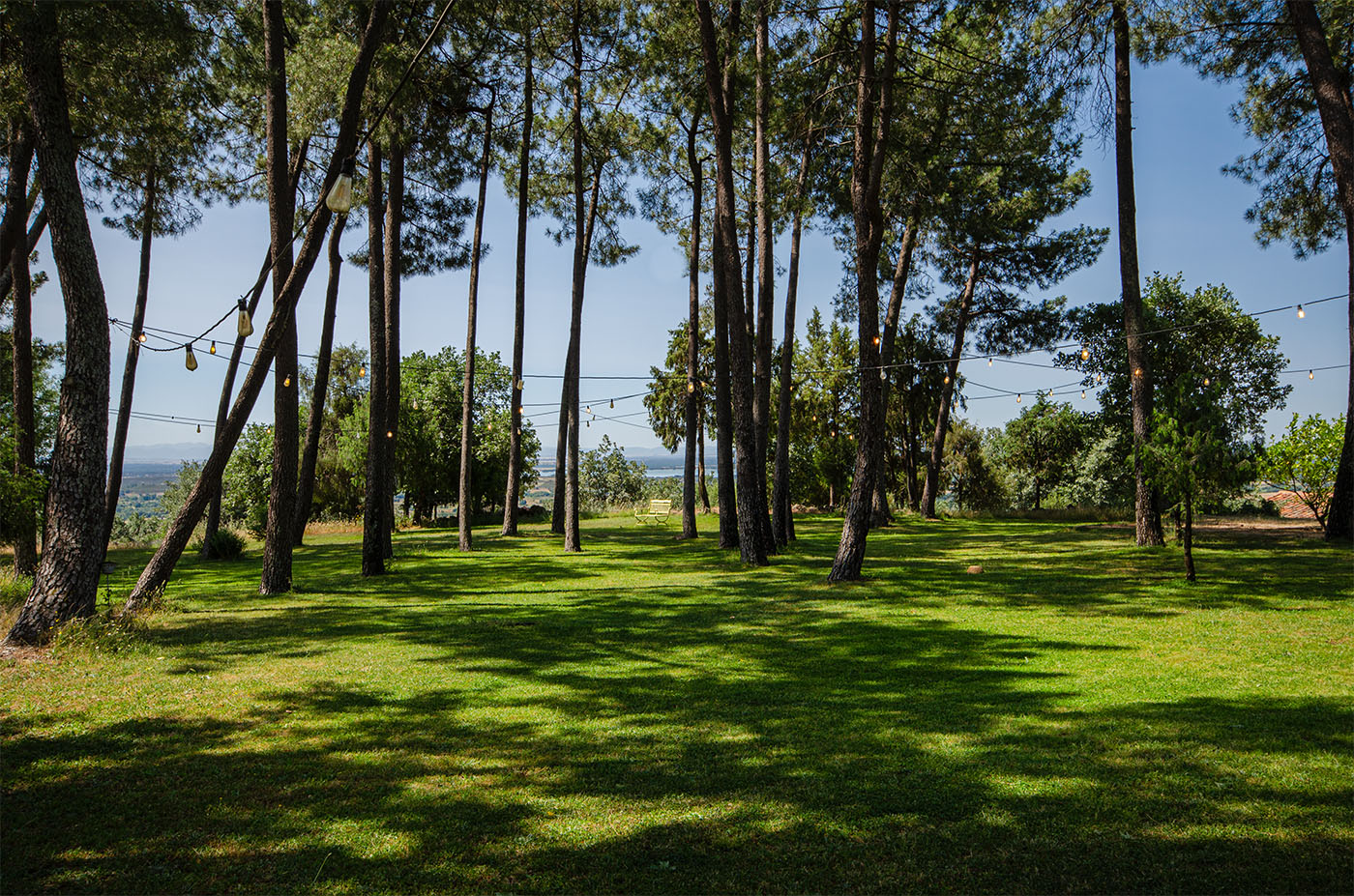 Ample gardens with pine trees