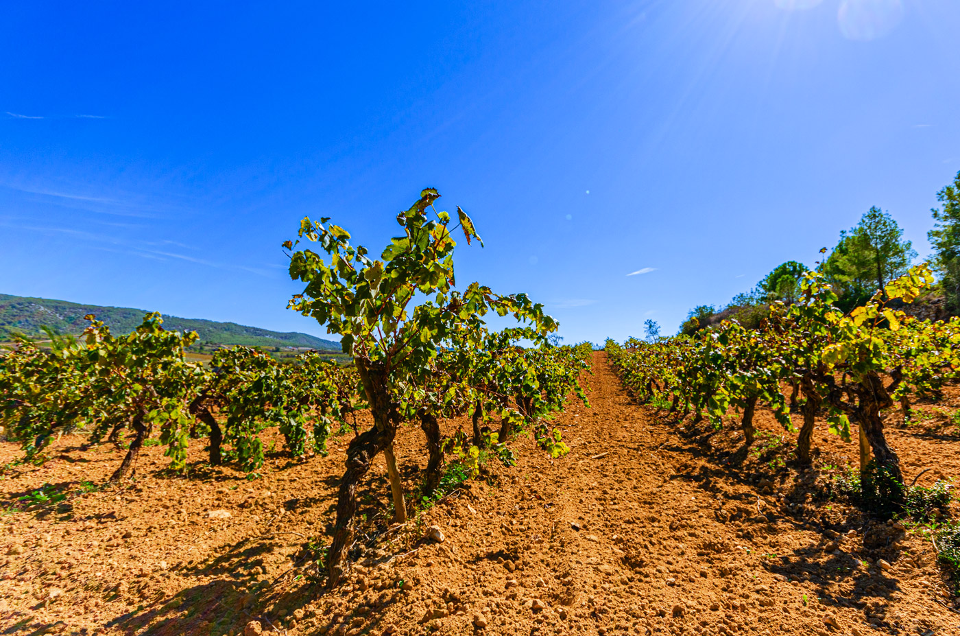 Zona de viñedos junto a la casa