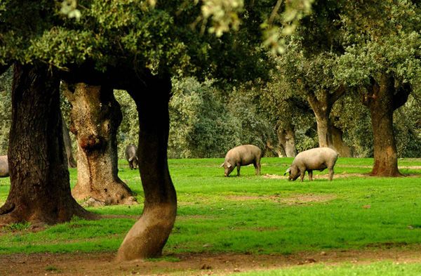Semi-wild Aracena pigs