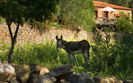 La casa rural al fondo y un burro
