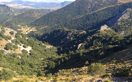 Walk above the fir tree forest: El Pinsapar