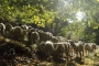 Alpujarras scene