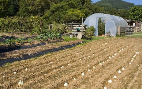 Vegetales orgánicos de temporada
