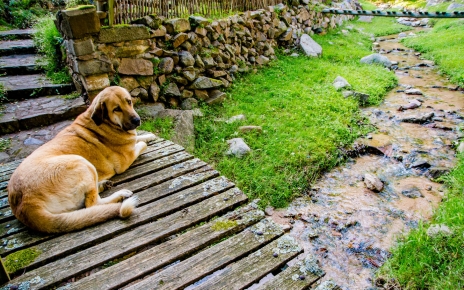 Lazy and tranquil dog looks after the sheep