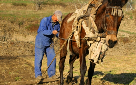 Traditional farming