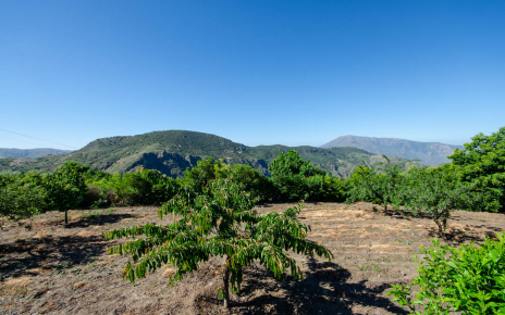 Amplios terrenos privados con excelentes árboles frutales