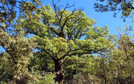 Ancient chestnut trees in Bubion