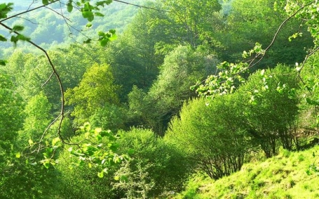 Bosque alrededor de la casa