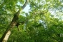 Extensive and private forested grounds
