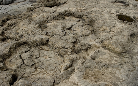 Real dinosaur footprints in La Griega beach