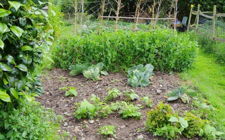 Market garden above cottage