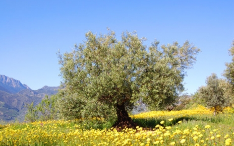 The grounds in Spring