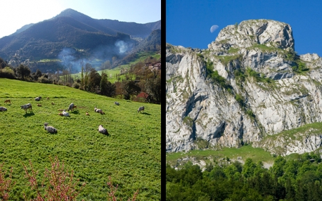 Cattle and mountains : this is Liebana