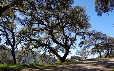 Carob tree in the Valle del Genal