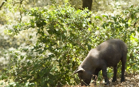 Black iberian free range pigs run around everywhere