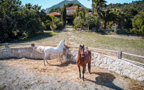 There are some horses in the estate