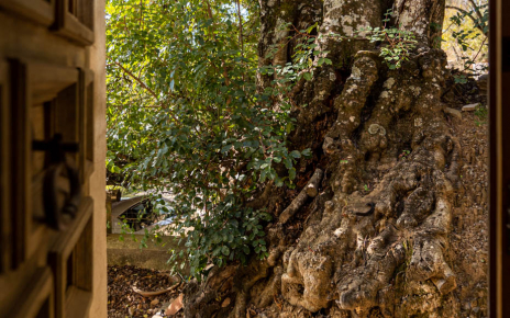 La planta baja abre a un centenario algarrobo