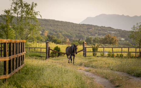 There is usually a horge a this large estate
