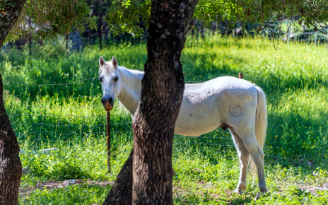 You can see some horses in this large estate