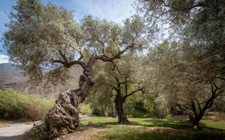 Ancient olive trees