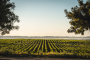 This is Sherry wine land!