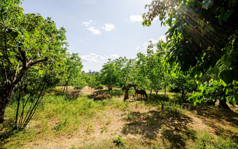 Beyond lawned gardens