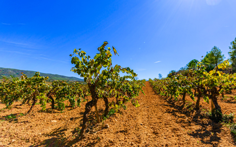 Zona de viñedos junto a la casa