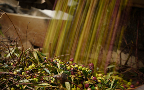 En esta finca se produce un aceite de oliva extra virgen excepcional