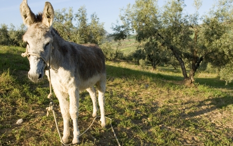 Spanish donkey near La Joya