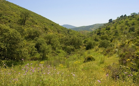 Wild flowers in Axarquia countrsyide in Spring 2012