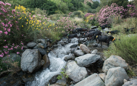 A stroll around the property in the morning