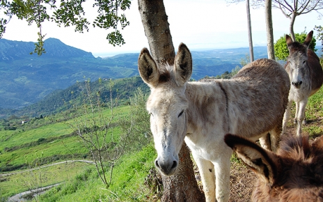 Donkeys in Gaucin
